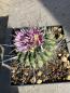 Preview: Stenocactus multicostatus
